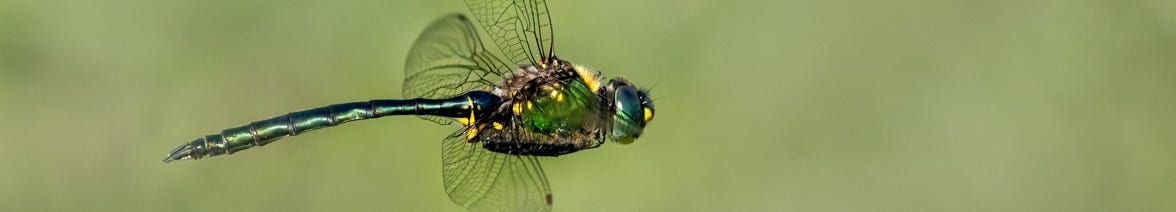 Dragonfly image