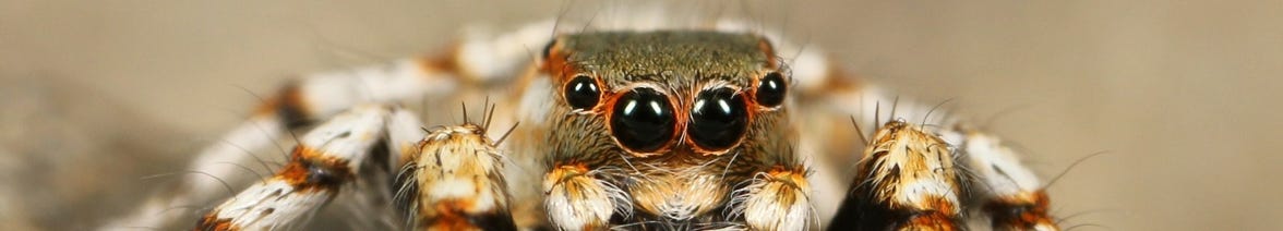 Spider image: Books, novels, novellas by Adrian Tchaikovsky